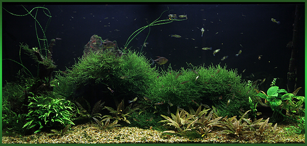 Аквариум с растениями и рыбками